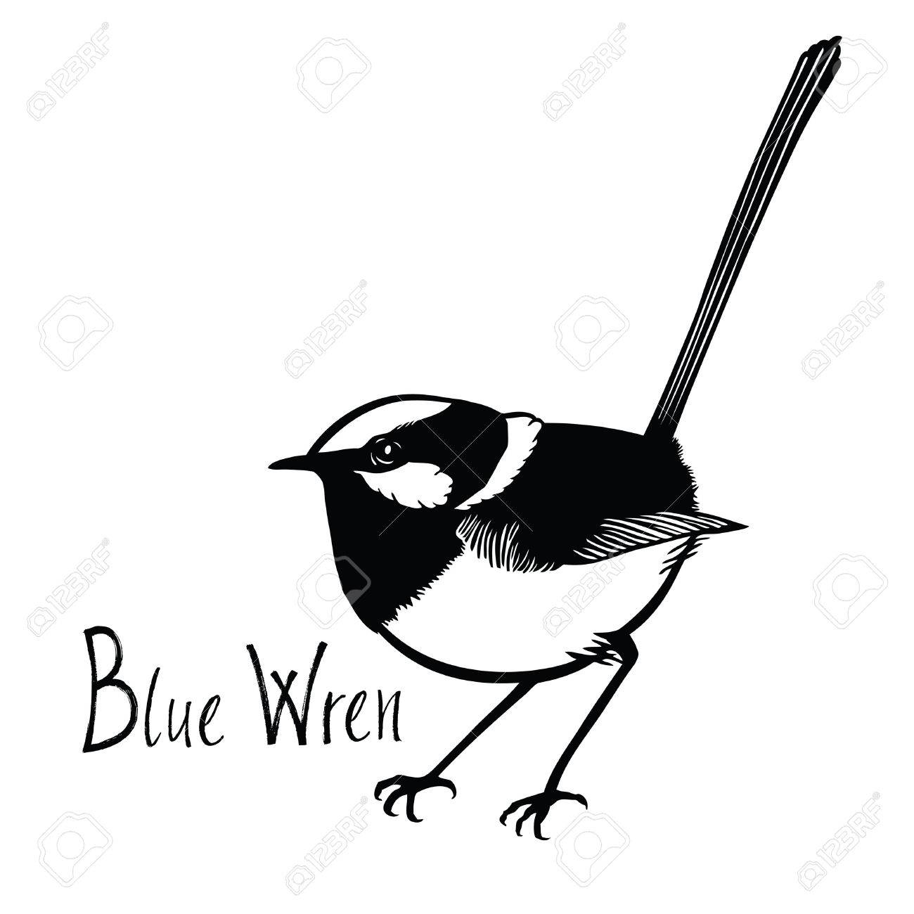 1300x1300 Birds Collection Blue Wren Black And White Vector Isolated Object