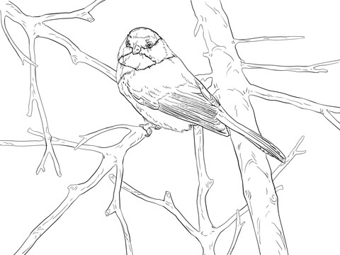 480x360 Black Capped Chickadee Songbird Coloring Page Free Printable
