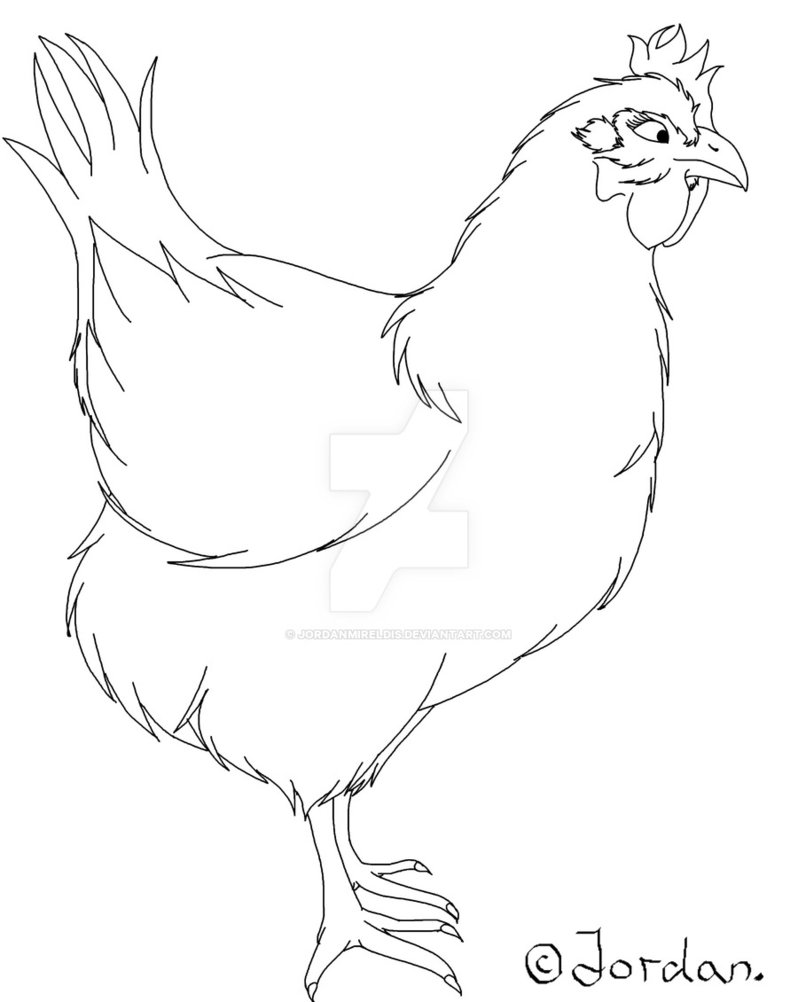 798x1002 Chicken Sketch By Jordanmireldis