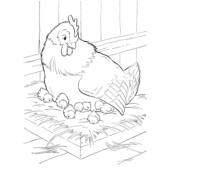 640x544 Colour Drawing Free Wallpaper Hen And Chicken Mom Baby Drawing