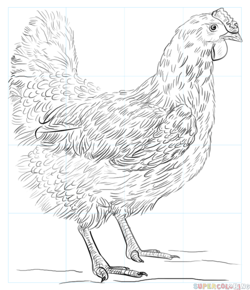 495x575 How To Draw A Chicken Step By Step Drawing Tutorials