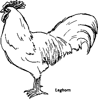 313x317 Chicken Breeds