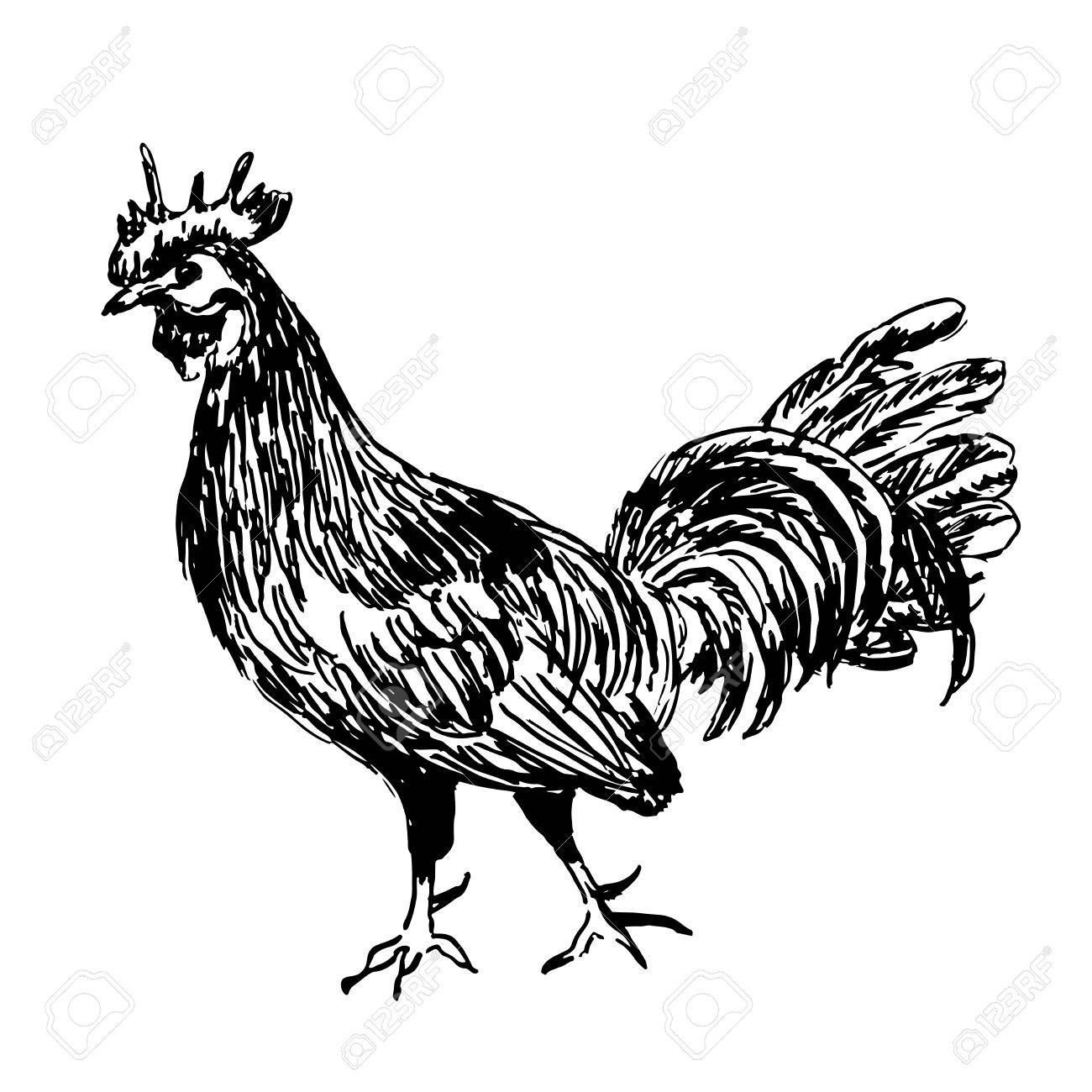 1300x1300 Rooster Drawing Sketch Hand Drawn Vector Illustration Royalty Free