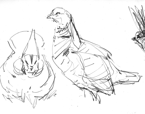 612x481 The Fabulous (Prairie) Chicken Dance Drawing The Motmot