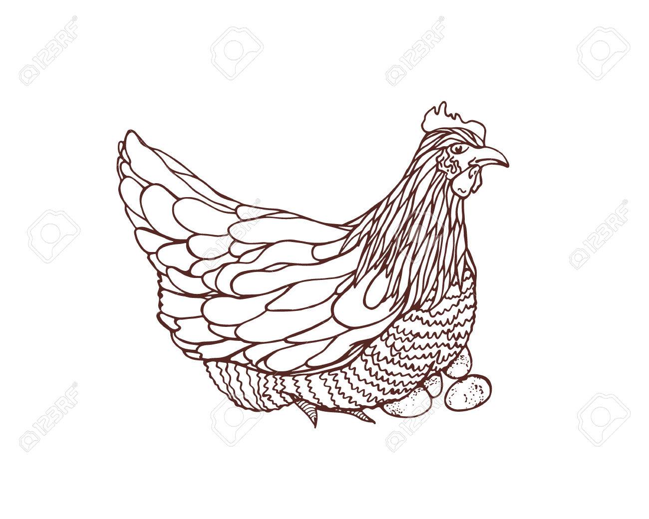 1300x1040 Vector Illustration Of Hand Drawn Chicken Sitting On Eggs