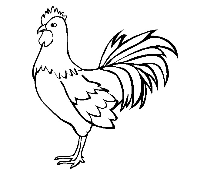 Chicken Drawing at GetDrawings | Free download