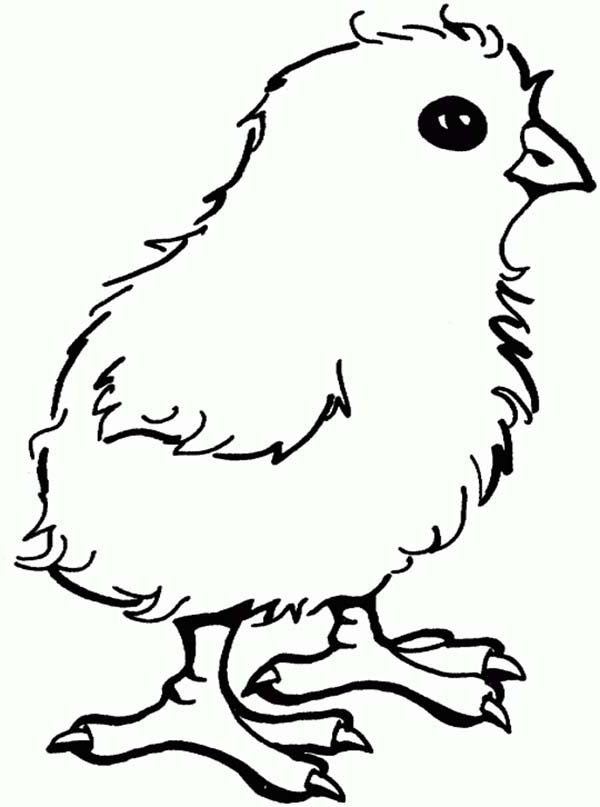 600x807 Little Chicken Coloring Page For Kids Coloring Sun