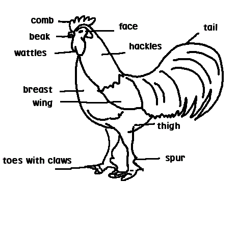 465x455 Chicken Body Part With Words Parts Of Chicken Worksheet For Kids