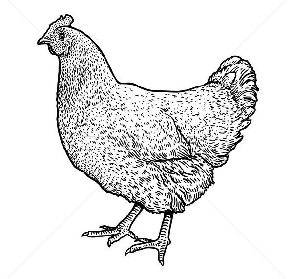 600x571 Chicken Illustration, Drawing, Engraving, Ink, Line Art, Vector