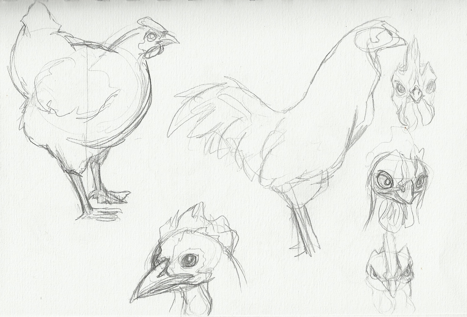 1530x1039 Alex Amp Jazzy's Summer Project Idea 4 Chicken Sketches
