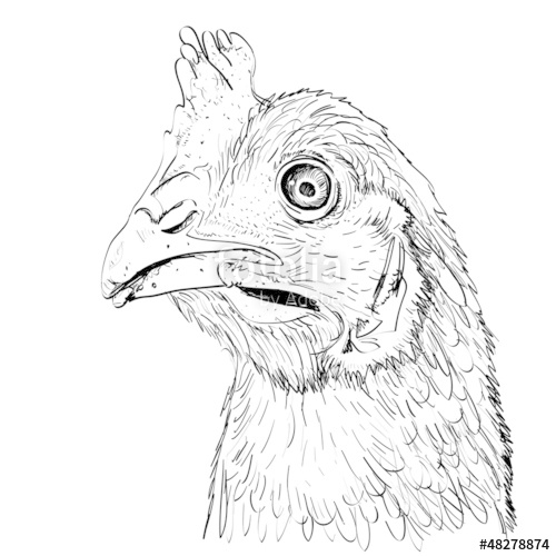 500x500 Outline Sketch Illustration Of Chicken Head Stock Photo
