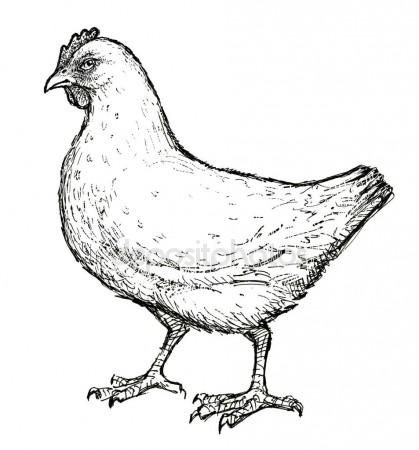 419x450 Sketch Of An Young Hen Stock Photo