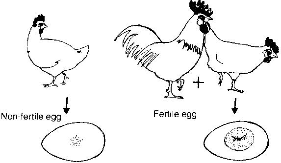 573x334 Chapter 6 Chickens And Ducks
