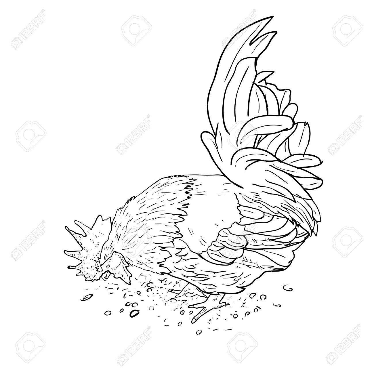 1300x1300 Male Bantam, A Kind Of Chicken, Finding Food By Digging On