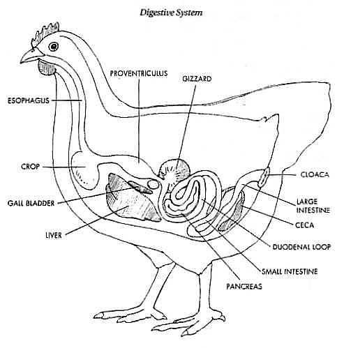 483x499 Another Chicken Fatality Root Simple