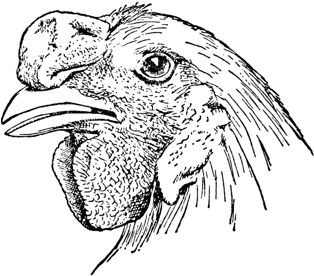 640x562 Chicken Head With Walnut Comb Clipart Etc