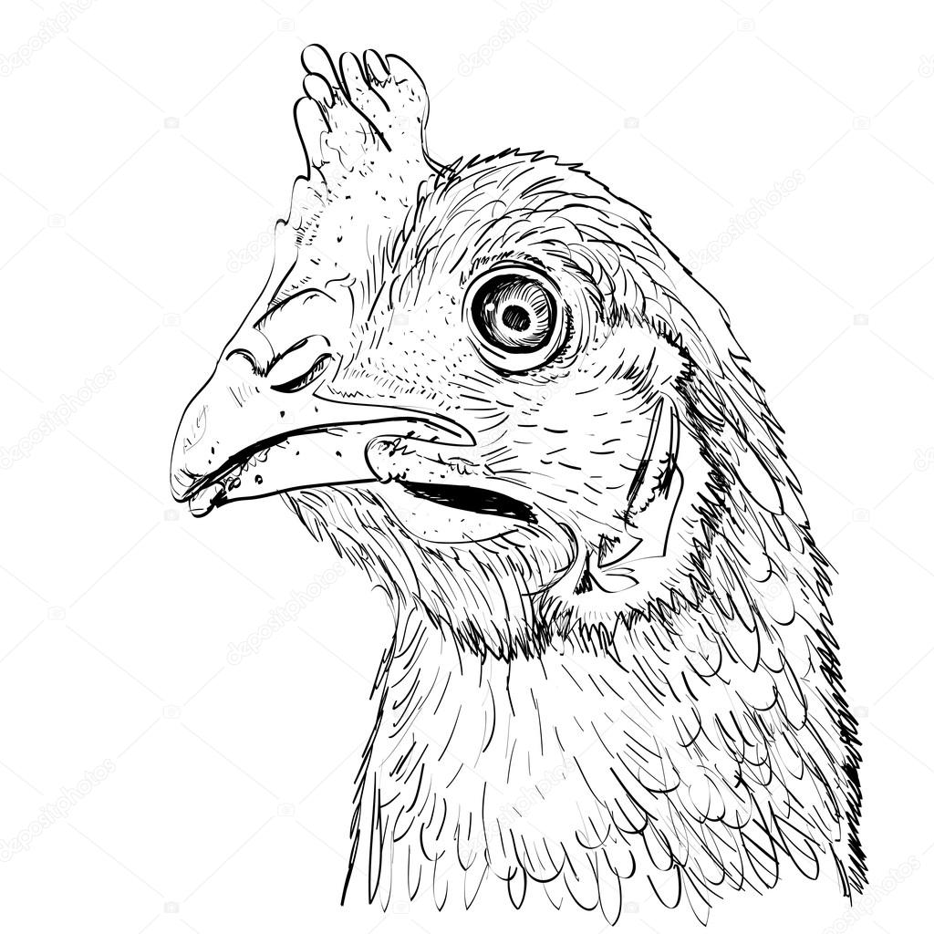 1024x1024 Chicken Head Stock Photo I3alda