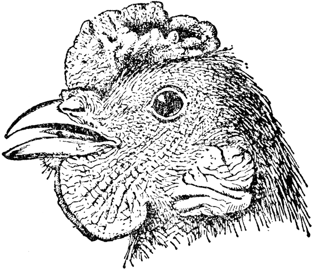 640x551 Head Of Pea Comb Chicken Clipart Etc