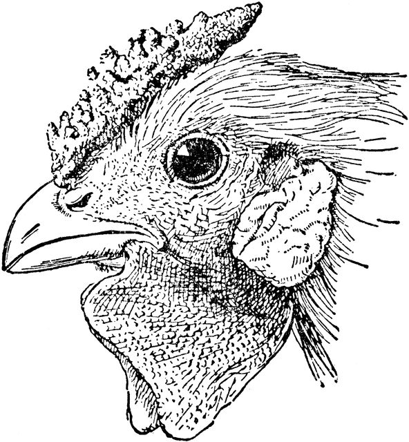 592x640 Head Of Rose Comb Chicken Clipart Etc