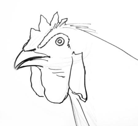 450x410 How To Draw A Hen