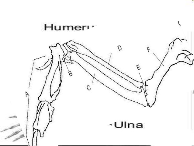 638x479 Chicken Leg Dissection Powerpoint, Muscular System, Skeletal System,