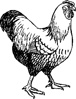 256x335 Chicken Breeds