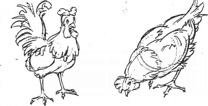 694x355 Chicken Line Drawing