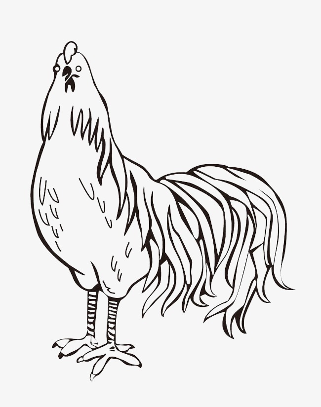 Chicken Line Drawing at GetDrawings | Free download