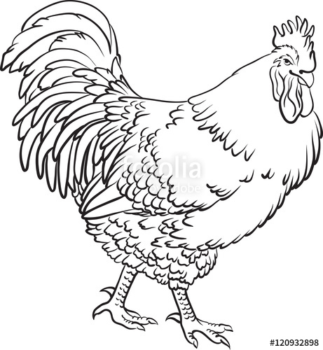 461x500 Hand Drawn Linert Blacknd White Sketch Of Cartoon Cock On