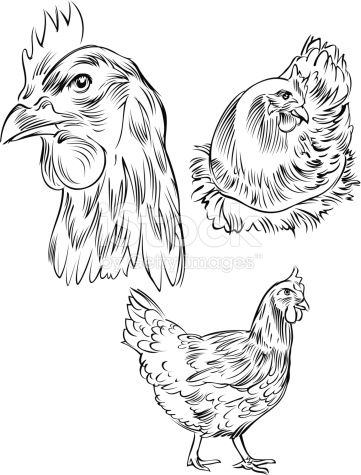 361x475 Line Drawing Images Spiderpic Royalty Free Stock Photos