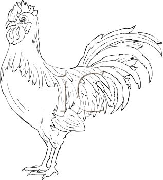 317x350 Rooster Clipart Sketch