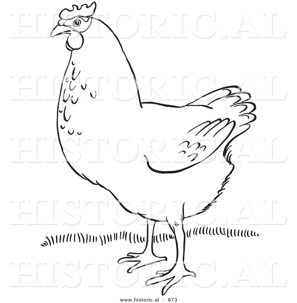 1024x1044 Historical Vector Illustration Of A Hen Standing On Grass