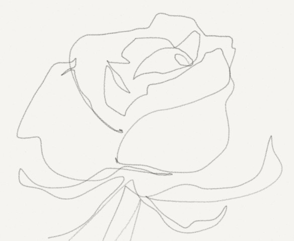 584x478 Taproot Studio Blind Contour Roses