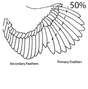 300x302 How And When To Cut Your Chicken Flight Feathers Sustainable Life