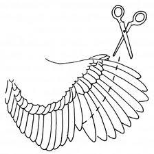 224x225 How To Clip A Chicken's Wings So They Don'T Fly Over The Fence