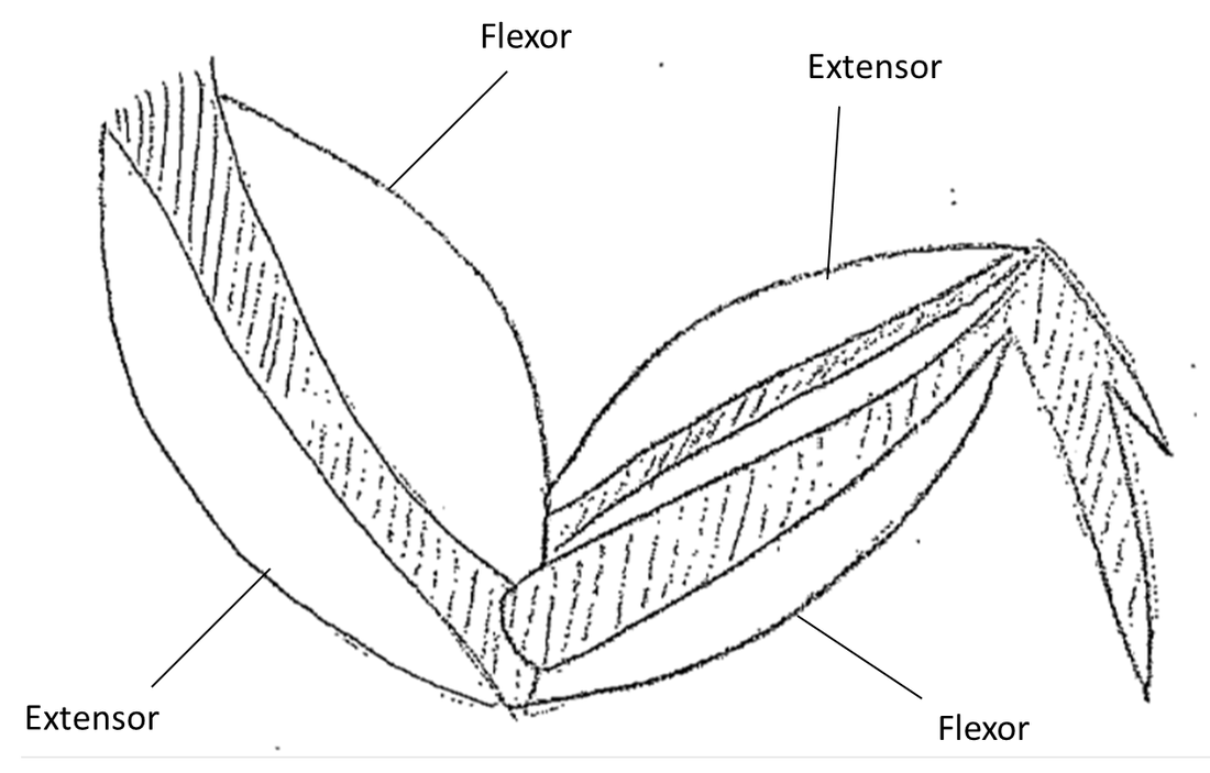 1100x703 Muscular System
