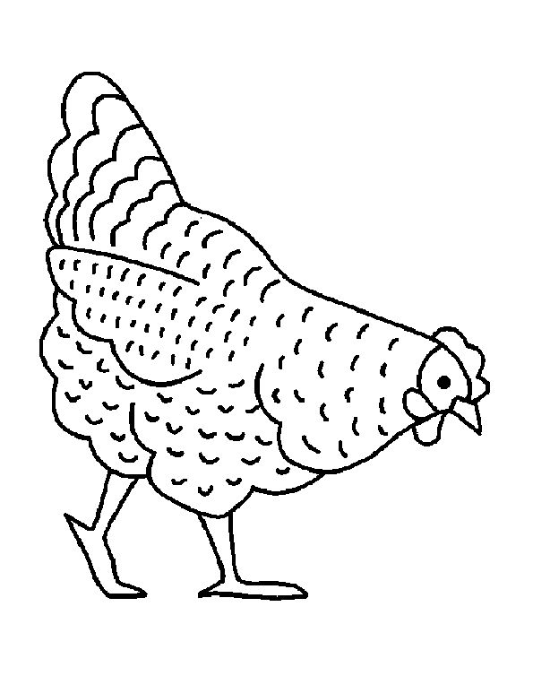 595x754 7 Best Chicken Drawings Images On Hens, Cartoon