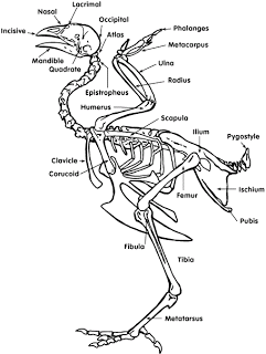 241x320 Lord Of Wings (Or How I Learned To Stop Worrying And Love
