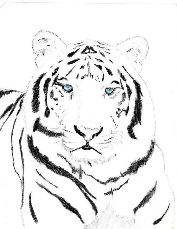 600x776 Moar Animals The Majestic Tiger By Blue Chicken Wings