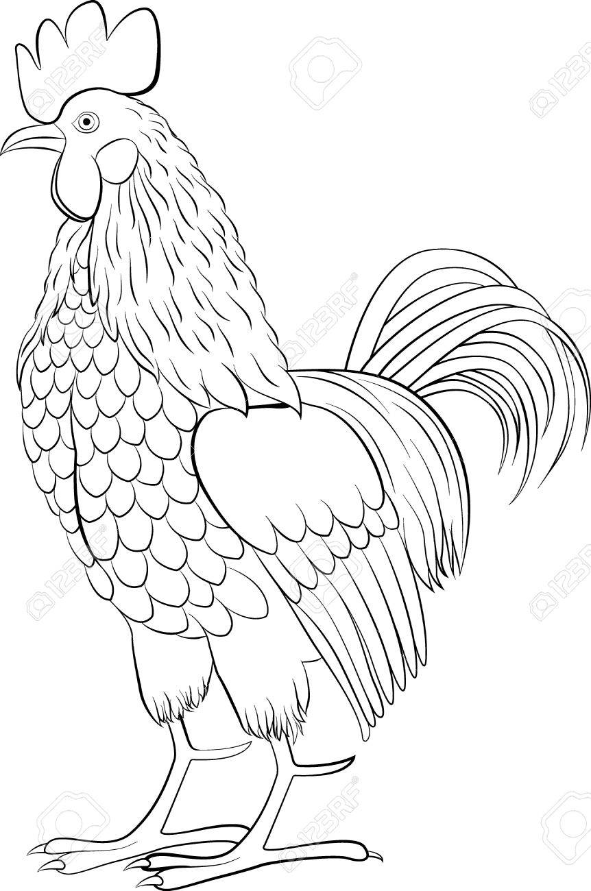 862x1300 Rooster Black Line Art Sketch Of Cock Isolated On White Royalty