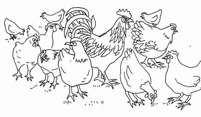 649x380 Filebirds Free Range.jpg