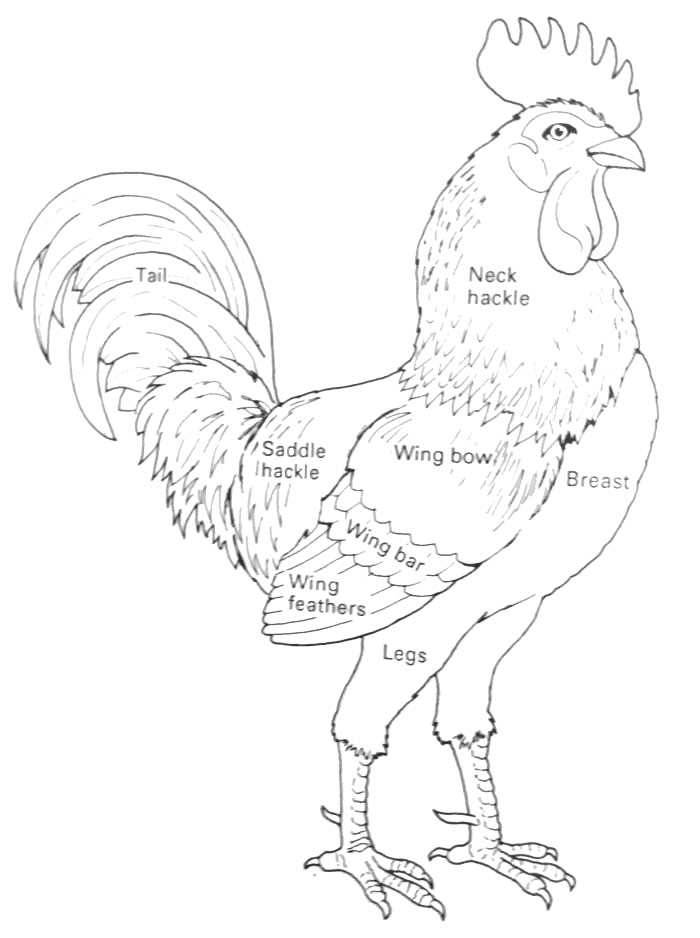 700x938 Cartoon Pictures Of Chickens