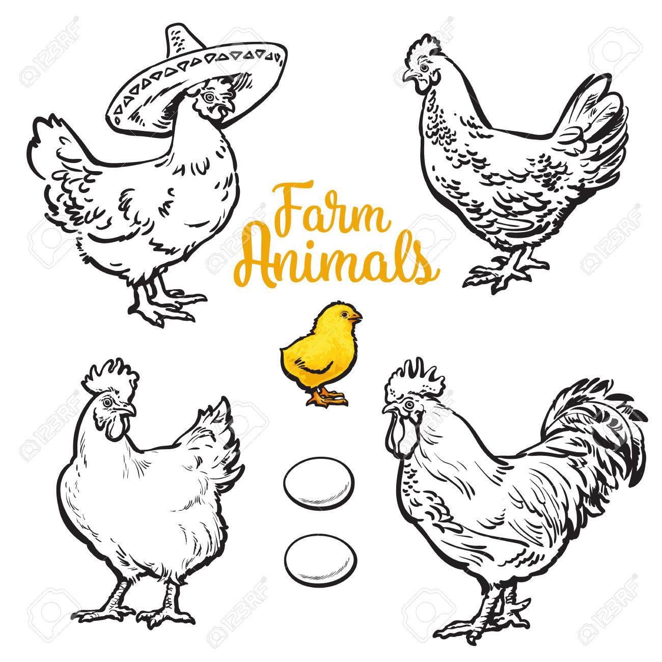 1300x1300 Set Of Different Chickens, Vector Sketch Hand Drawn Illustration