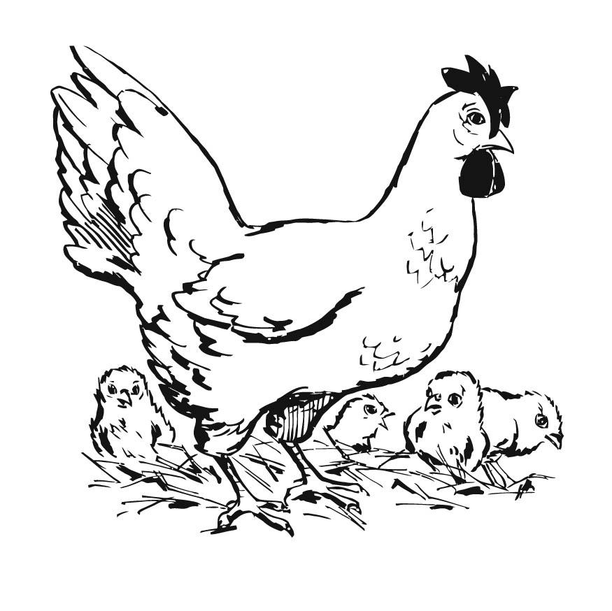 875x874 Coloring Page Chicken With Chicks