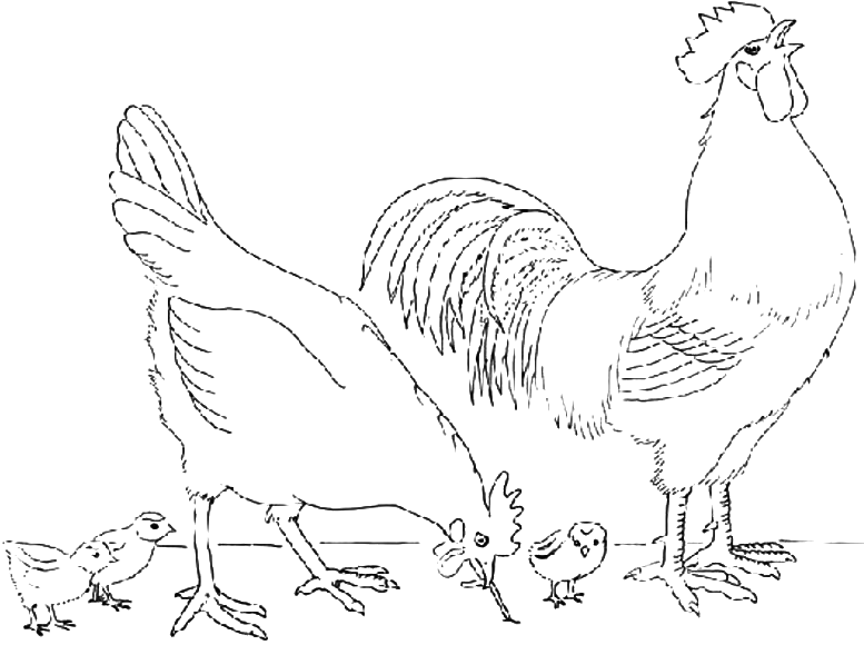 777x580 Coloring Rooster And Hen With Her Chicks Picture