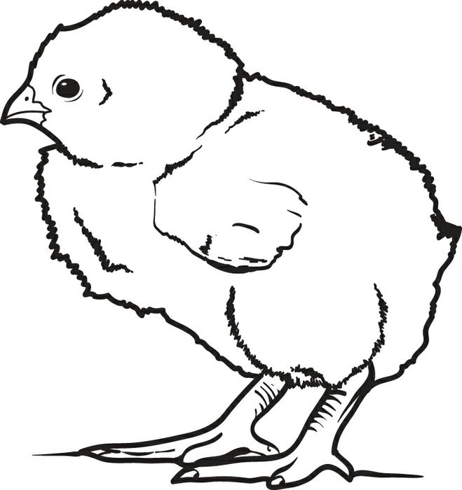 659x700 Free, Printable Little Baby Chick Coloring Page For Kids