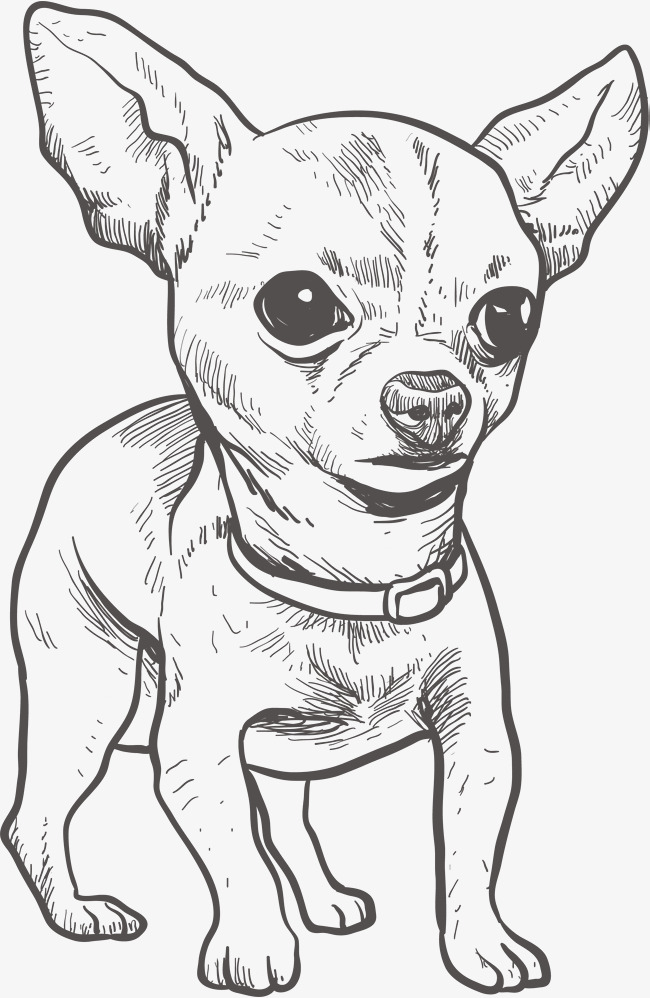 Chihuahua Puppy Coloring Pages - boringpop.com