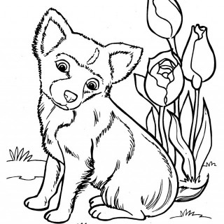 320x320 Chihuahua Puppy Coloring Pages Chihuahua Dog Colors
