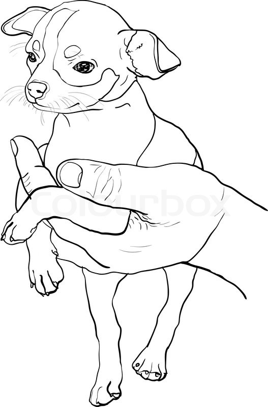 527x800 The Drawing Of Chihuahua In Human Hand Stock Vector Colourbox