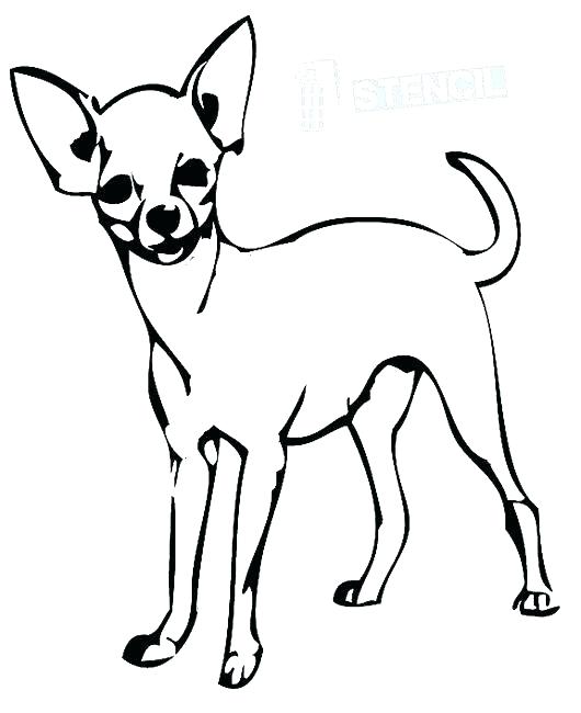 530x650 Chihuahua Coloring Page